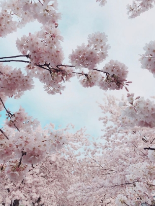 Picture of PORTLAND WATERFRONT CHERRY BLOSSOMS, UNITED STATES