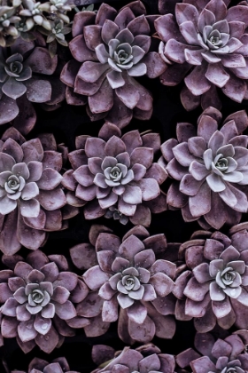 Picture of PURPLE SUCCULENTS