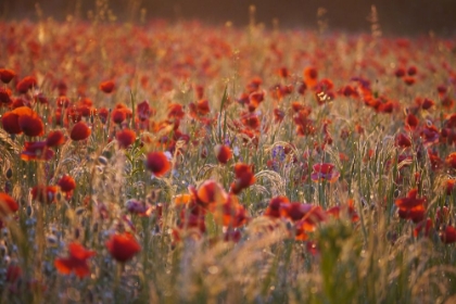 Picture of RED POPPY FIELD