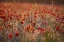 Picture of RED POPPY FIELD