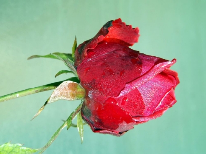 Picture of RED ROSE