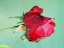Picture of RED ROSE