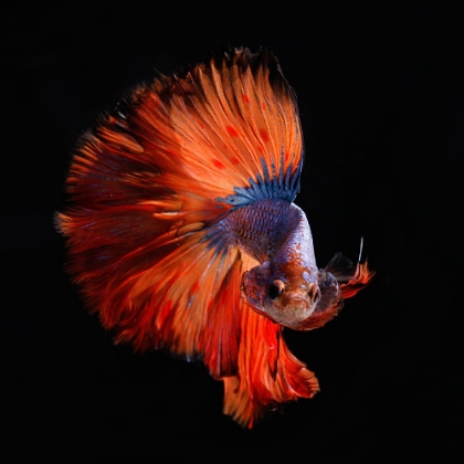 Picture of RED TAIL FISH