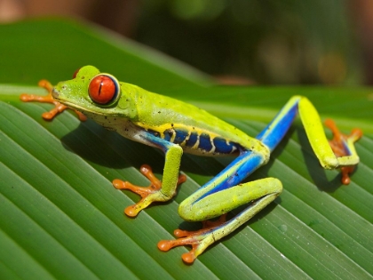 Picture of RED-EYED TREE FROG