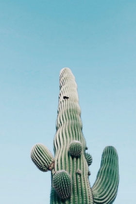 Picture of SAGUARO CACTUS, ARIZONA