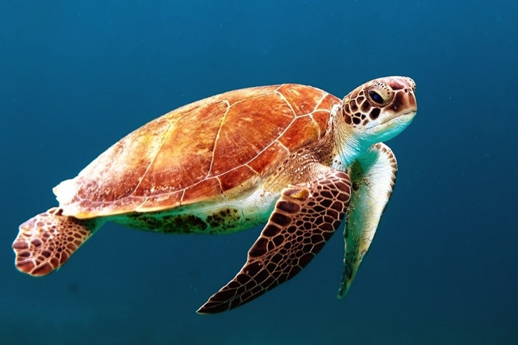 Picture of SEA TURTLE