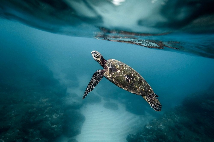Picture of SEA TURTLE SWIMMING IN THE OCEAN