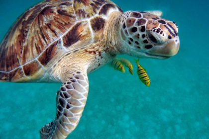 Picture of SEA TURTLE WITH FRIENDS