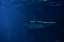 Picture of SHARK IN THE DEEP
