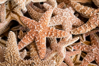 Picture of STARFISH