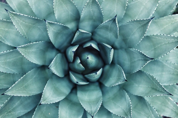 Picture of SUCCULENT MACRO