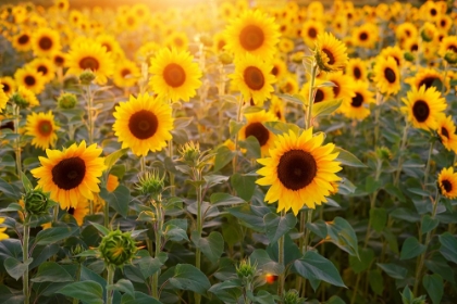 Picture of SUNFLOWERS