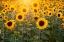 Picture of SUNFLOWERS