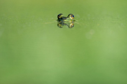 Picture of SWIMMING FROG