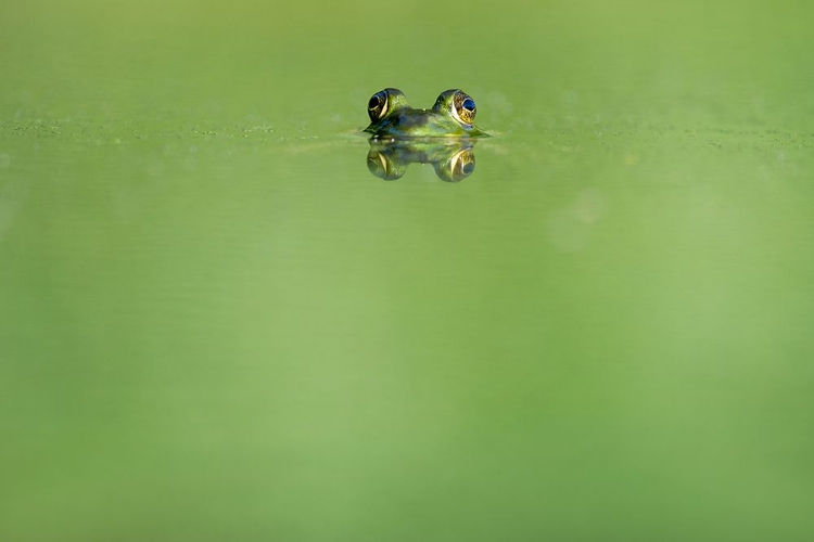 Picture of SWIMMING FROG