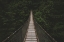 Picture of THE DARK FOREST