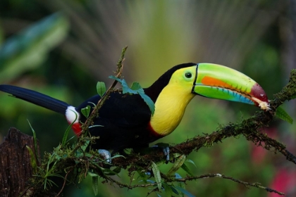 Picture of TOUCAN