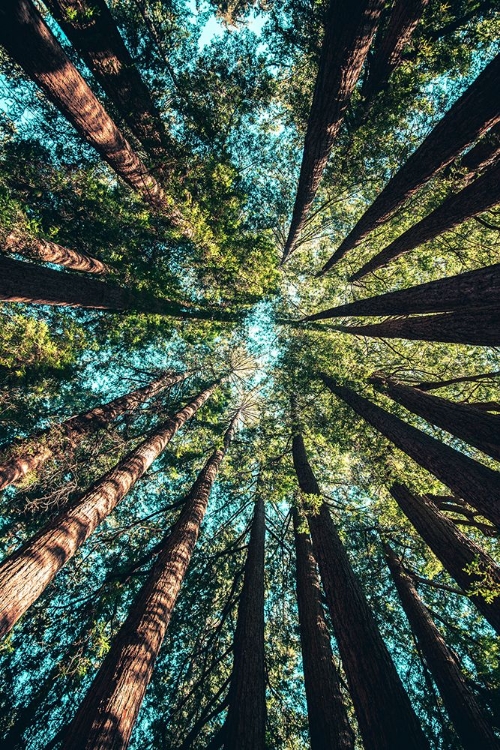 Picture of TREETOPS AT YOSEMITE NATIONAL PARK, UNITED STATES