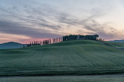 Picture of TUSCAN FIELD
