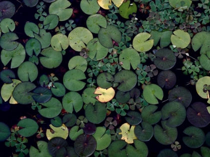 Picture of WATER LILY POND