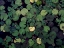 Picture of WATER LILY POND