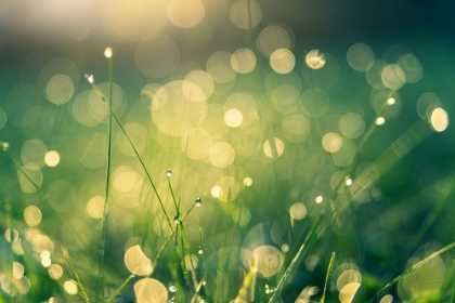 Picture of WET GRASS