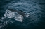 Picture of WHALE TAIL
