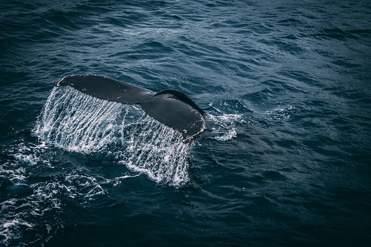 Picture of WHALE TAIL