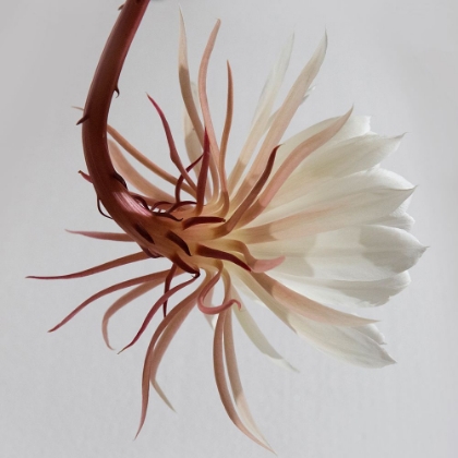 Picture of WHITE BLOSSOM