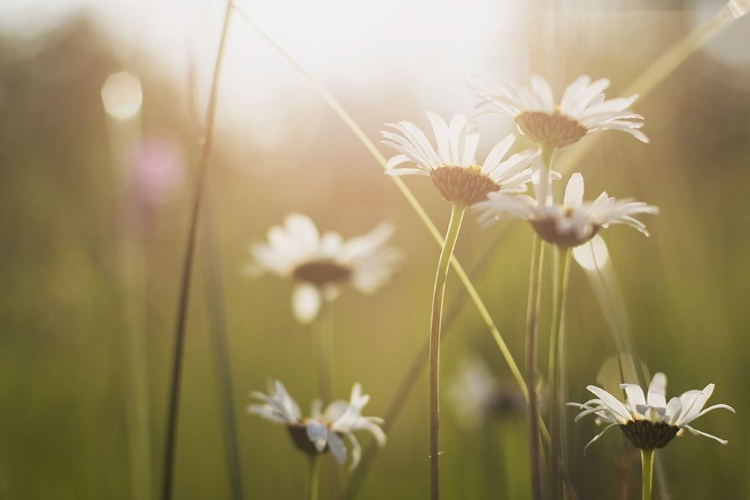 Picture of WHITE DAISIES