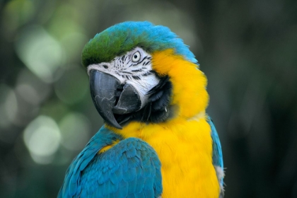 Picture of YELLOW AND BLUE PARROT