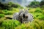 Picture of ZEBRA IN LOVE