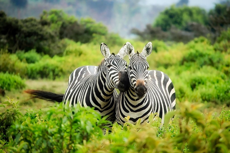 Picture of ZEBRA IN LOVE