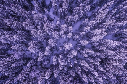 Picture of A DRONE EYE VIEW OF A FOREST IN MENKERUD