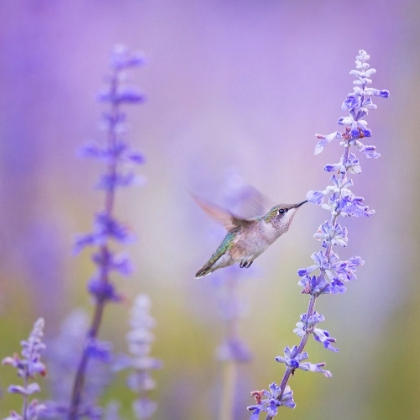 Picture of A HUMMINGBIRD FEEDING ON LAVENDER FLOWERS