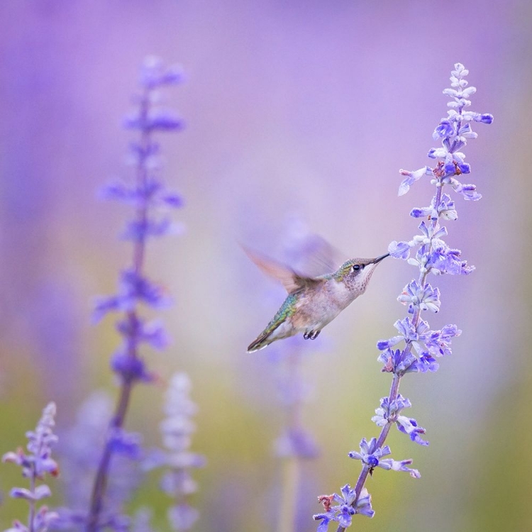 Picture of A HUMMINGBIRD FEEDING ON LAVENDER FLOWERS