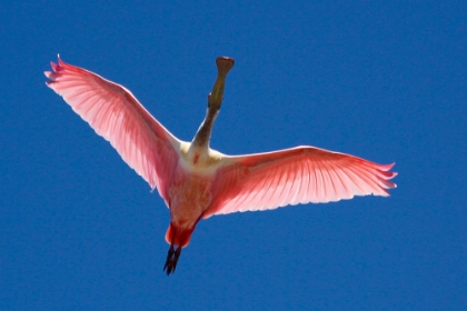 Picture of A ROSEATE SPOONBILL SOARS OVERHEAD