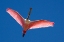 Picture of A ROSEATE SPOONBILL SOARS OVERHEAD
