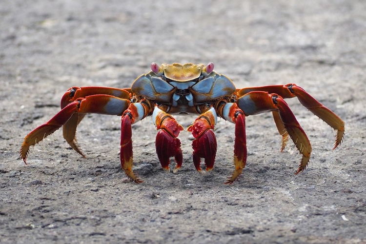 Picture of A SALLY LIGHTFOOT CRAB IN THE GALAPAGOS