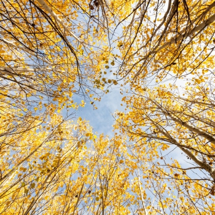 Picture of A VIEW THROUGH THE ASPENS