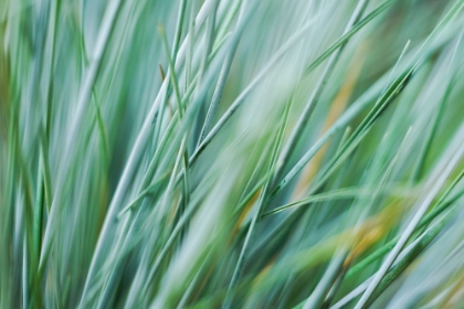 Picture of ABSTRACT GRASSES