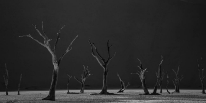 Picture of ACACIA TREES PETRIFIED IN TIME