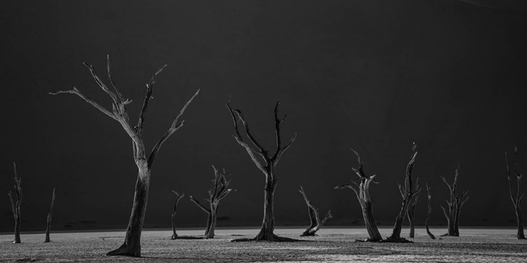 Picture of ACACIA TREES PETRIFIED IN TIME