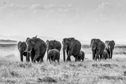 Picture of AFRICAN ELEPHANT HERD