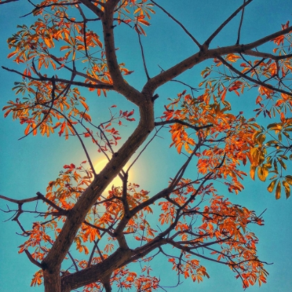 Picture of AUTUMN SKY