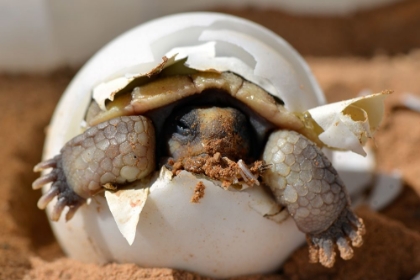 Picture of BABY DESERT TORTOISE HATCHLING