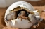 Picture of BABY DESERT TORTOISE HATCHLING