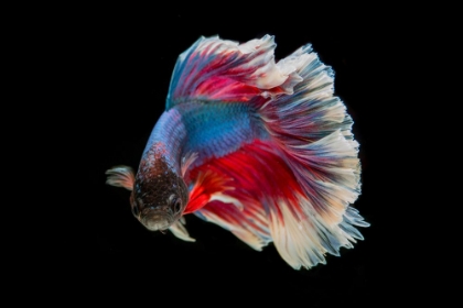 Picture of BLUE BETTA FISH I