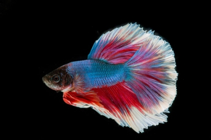 Picture of BLUE BETTA FISH II