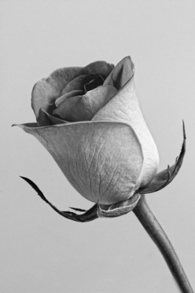 Picture of BLACK AND WHITE ROSE